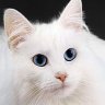 White Cat